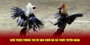 Giới Thiệu Thông Tin Về Sân Chơi Đá Gà Trực Tuyến Daga