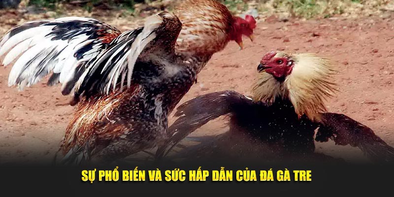 Sự phổ biến và sức hấp dẫn của đá gà tre