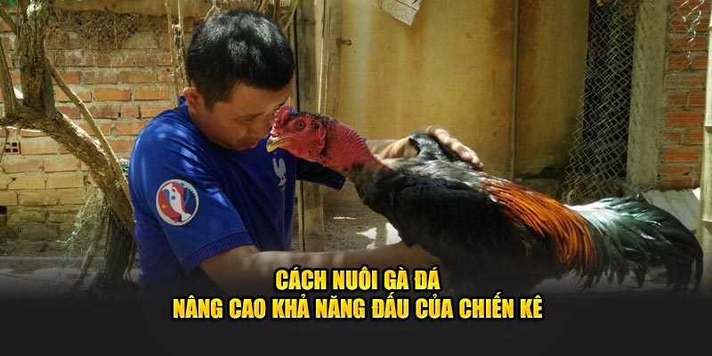 Cách Nuôi Gà Đá - Nâng Cao Khả Năng Đấu Của Chiến Kê