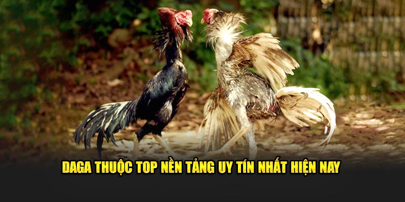 Daga thuộc top nền tảng uy tín nhất hiện nay