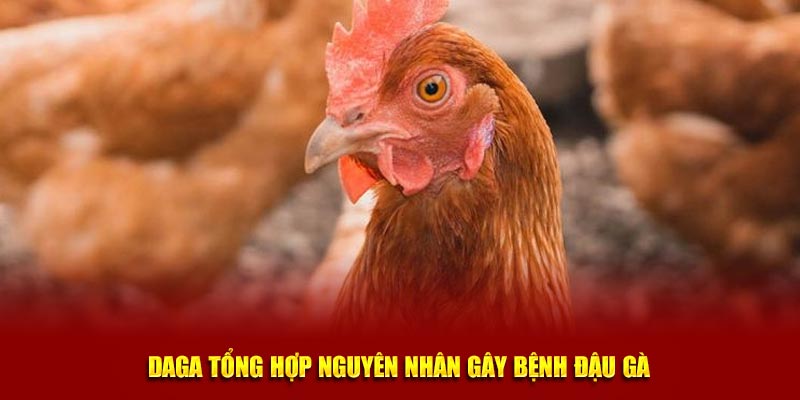 Daga tổng hợp nguyên nhân gây bệnh đậu gà