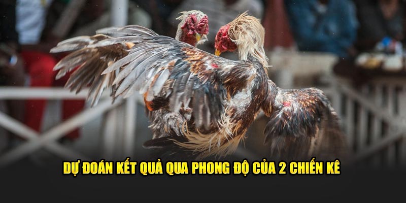 Dự đoán kết quả qua phong độ của 2 chiến kê 