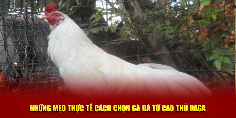 Những mẹo thực tế cách chọn gà đá từ cao thủ Daga