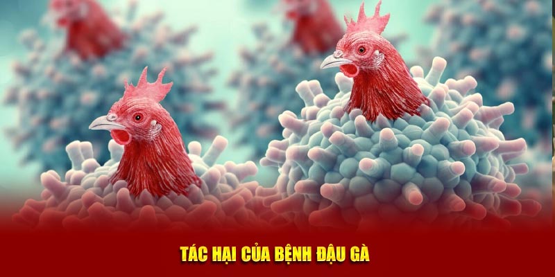 Tác hại của bệnh đậu gà 