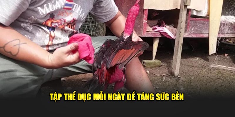 Tập thể dục mỗi ngày cho chiến kê để tăng sức bền 