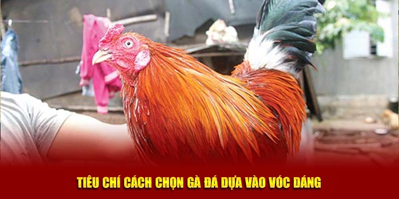 Tiêu chí cách chọn gà đá dựa vào vóc dáng